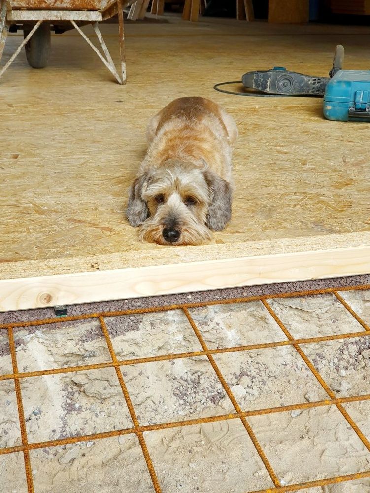 Ein Hund liegt entspannt auf einer Baustelle.